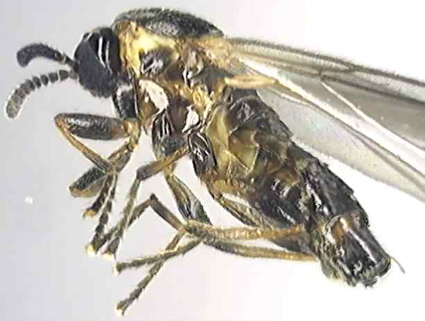 Apiloscatopse picea